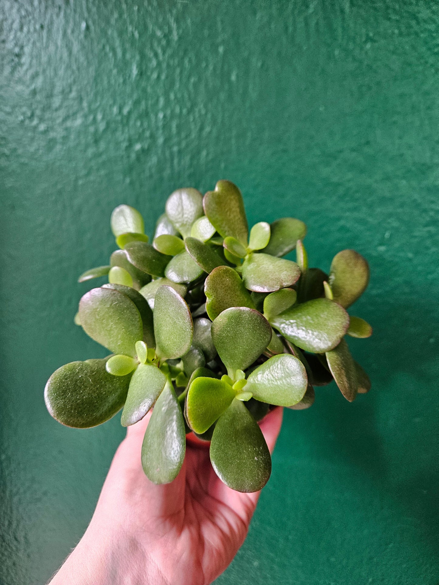 Crassula ovata (Jade plant/Succulent)
