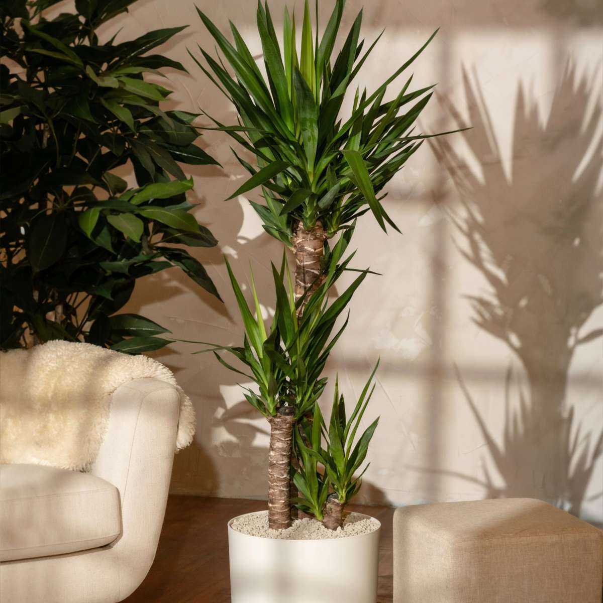 Common Yucca - 2 pcs. - Yucca elephantipes - Height 70-80cm - ⌀21cm