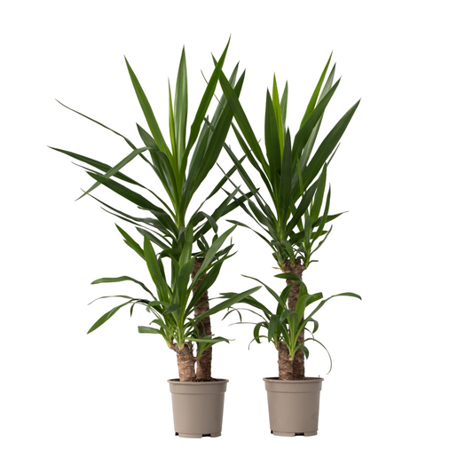 Common Yucca - 2 pcs. - Yucca elephantipes - Height 70-80cm - ⌀21cm