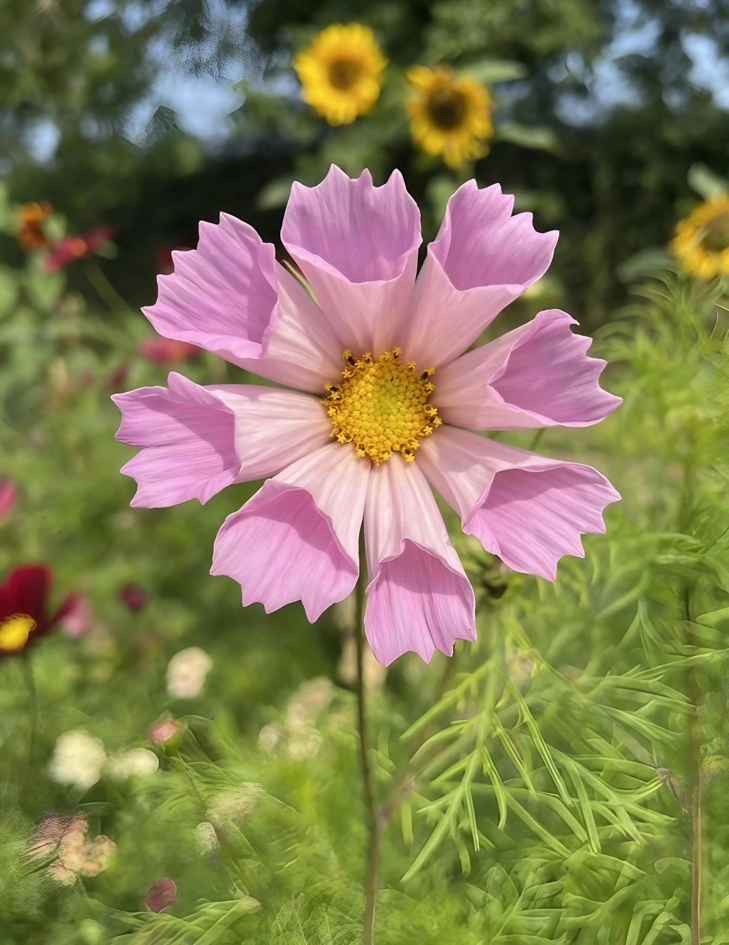 Cosmos Seashell