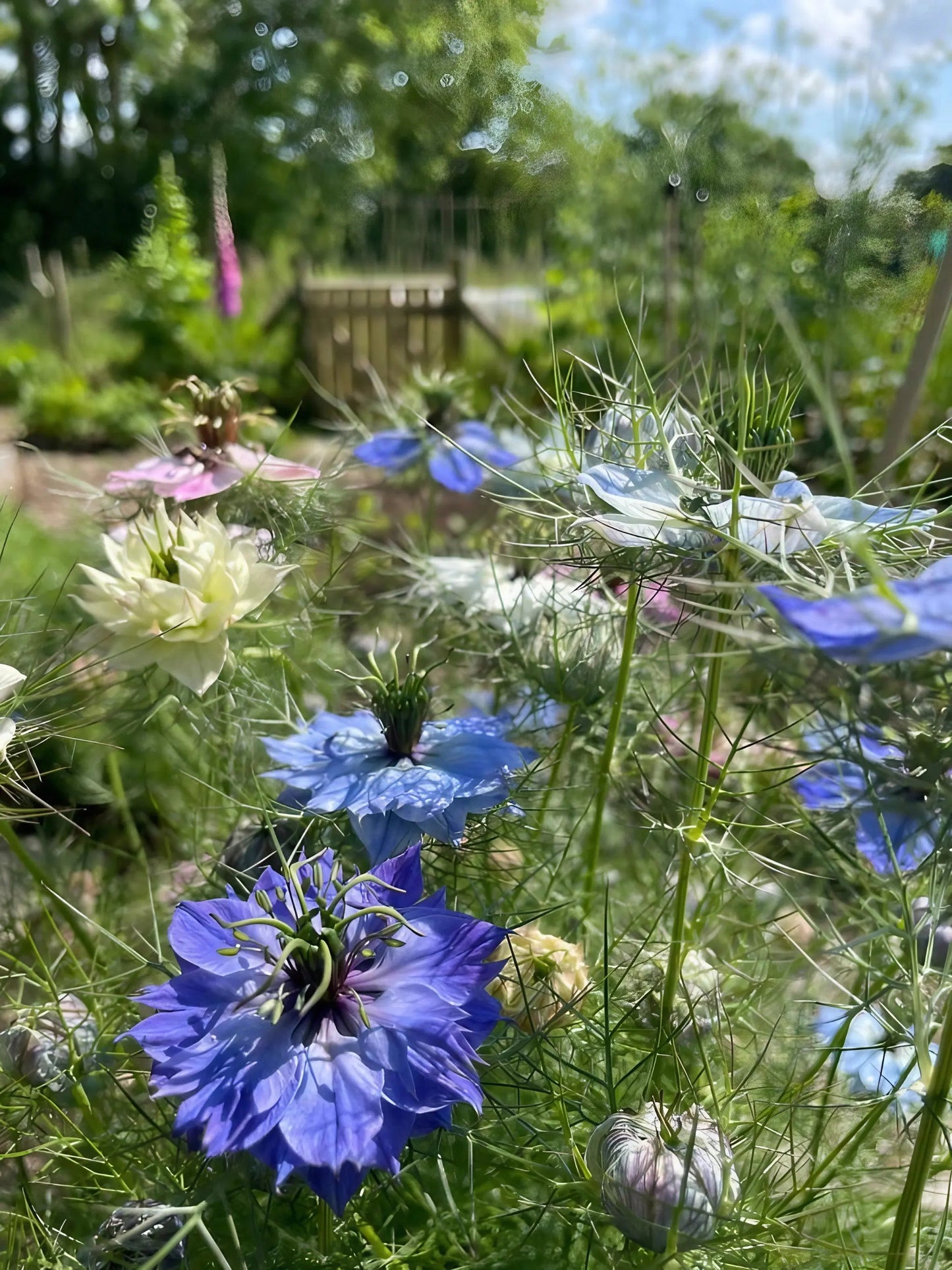 Nigella 'Miss Jekyll Mixed' (Love-in-a-mist)