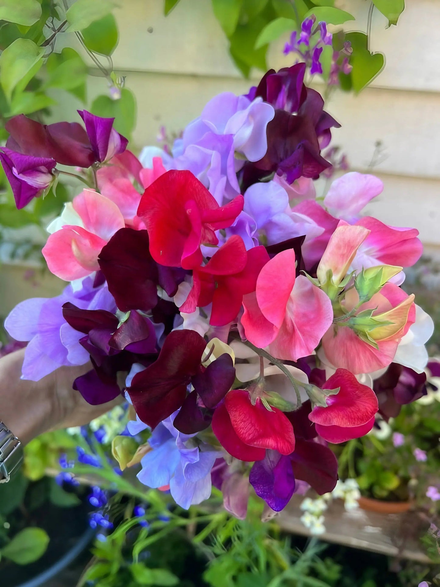 Sweet Pea Bishy Barnabee Mix