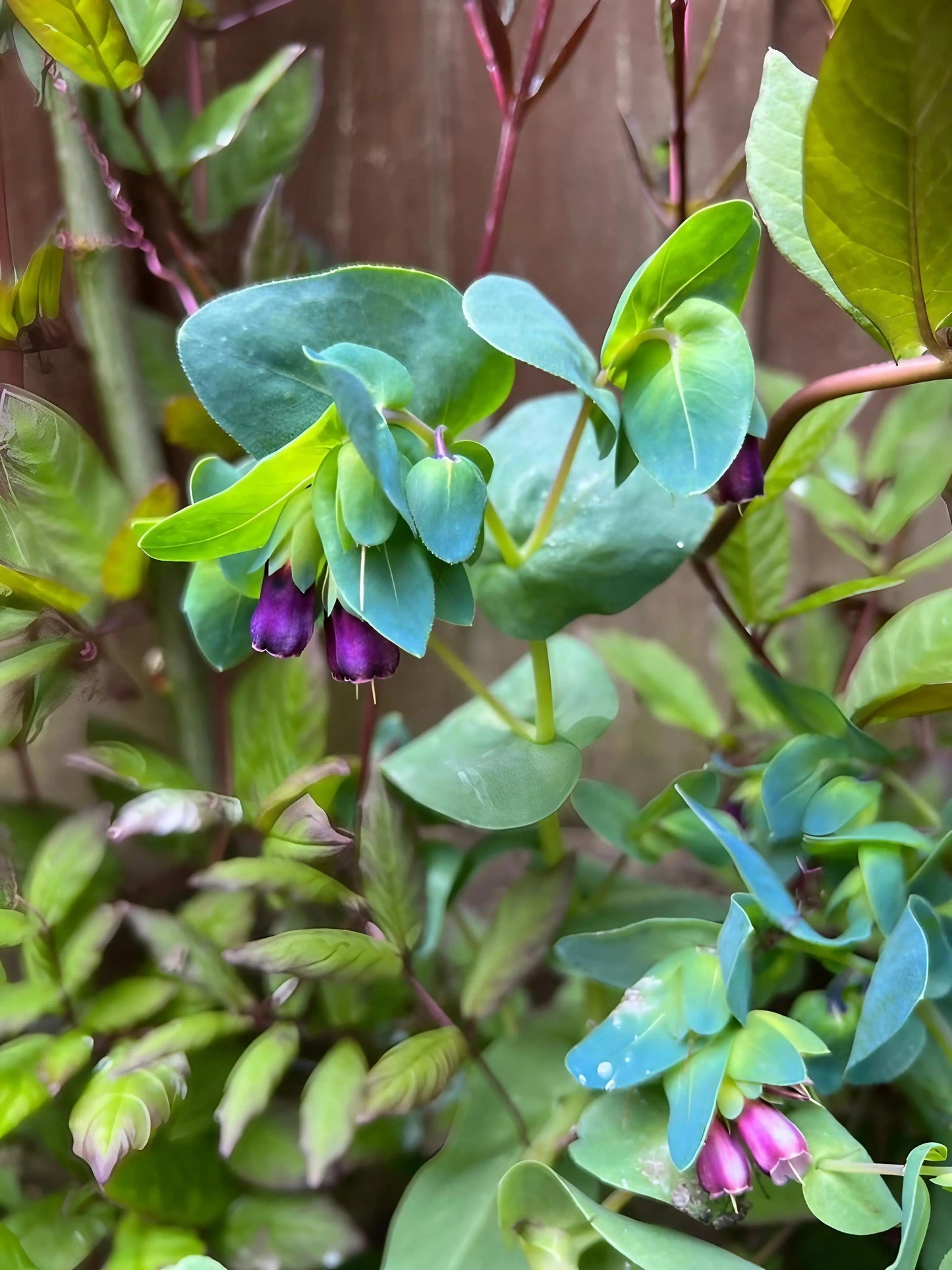Cerinthe major Purpurascens