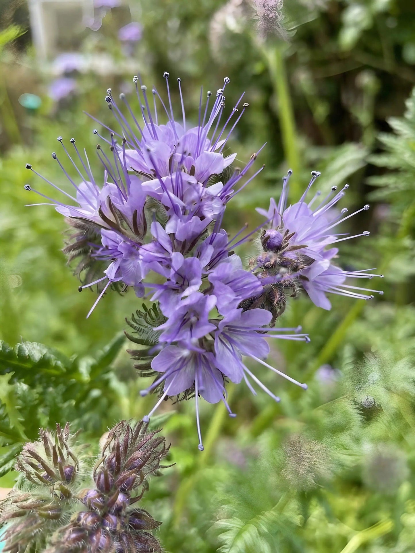 Phacelia Tanacetifolia