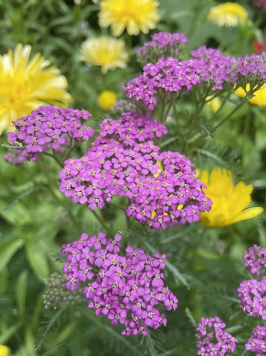 Achillea millefolium Cerise Queen