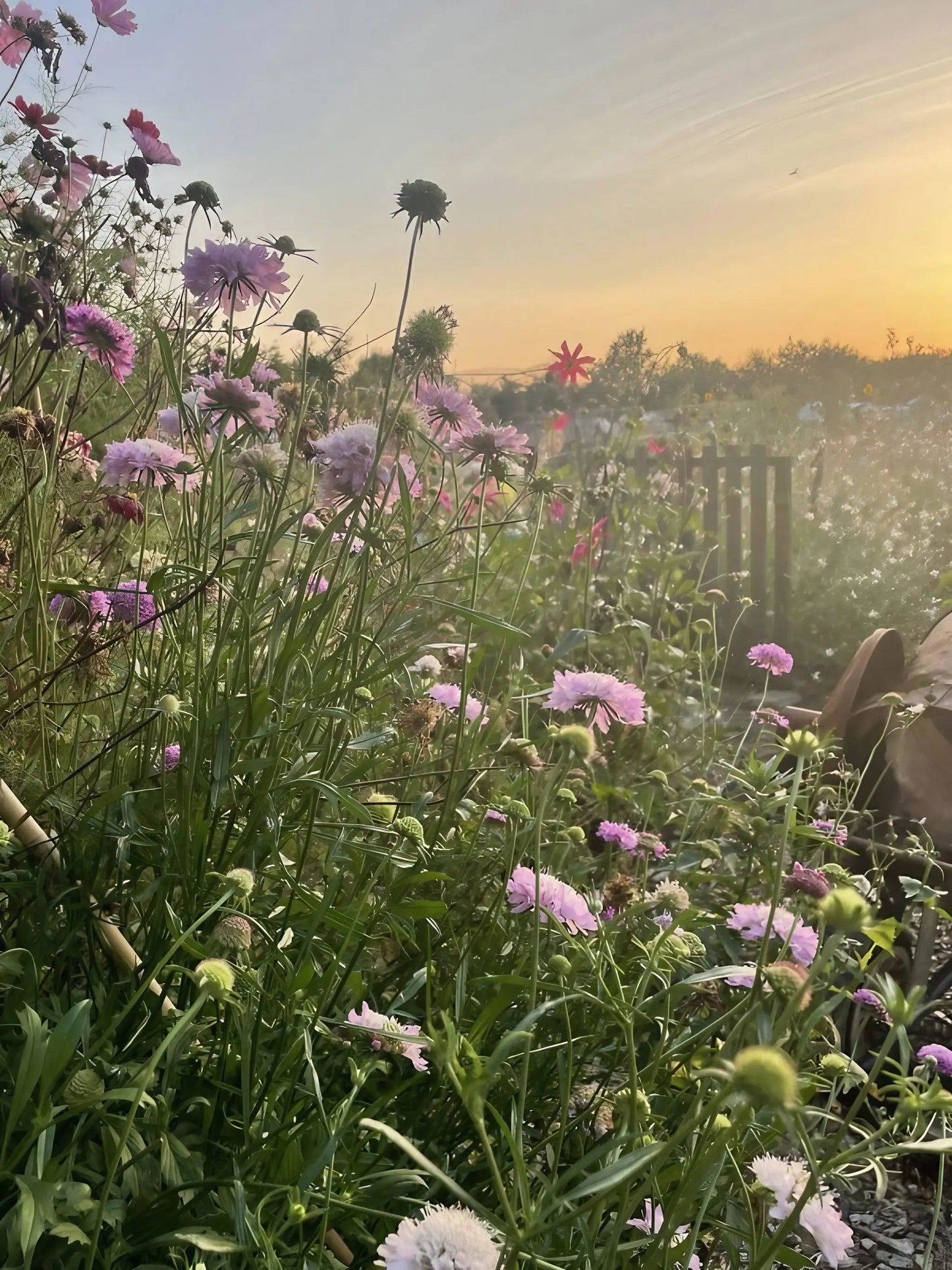 Scabious Imperial Mix