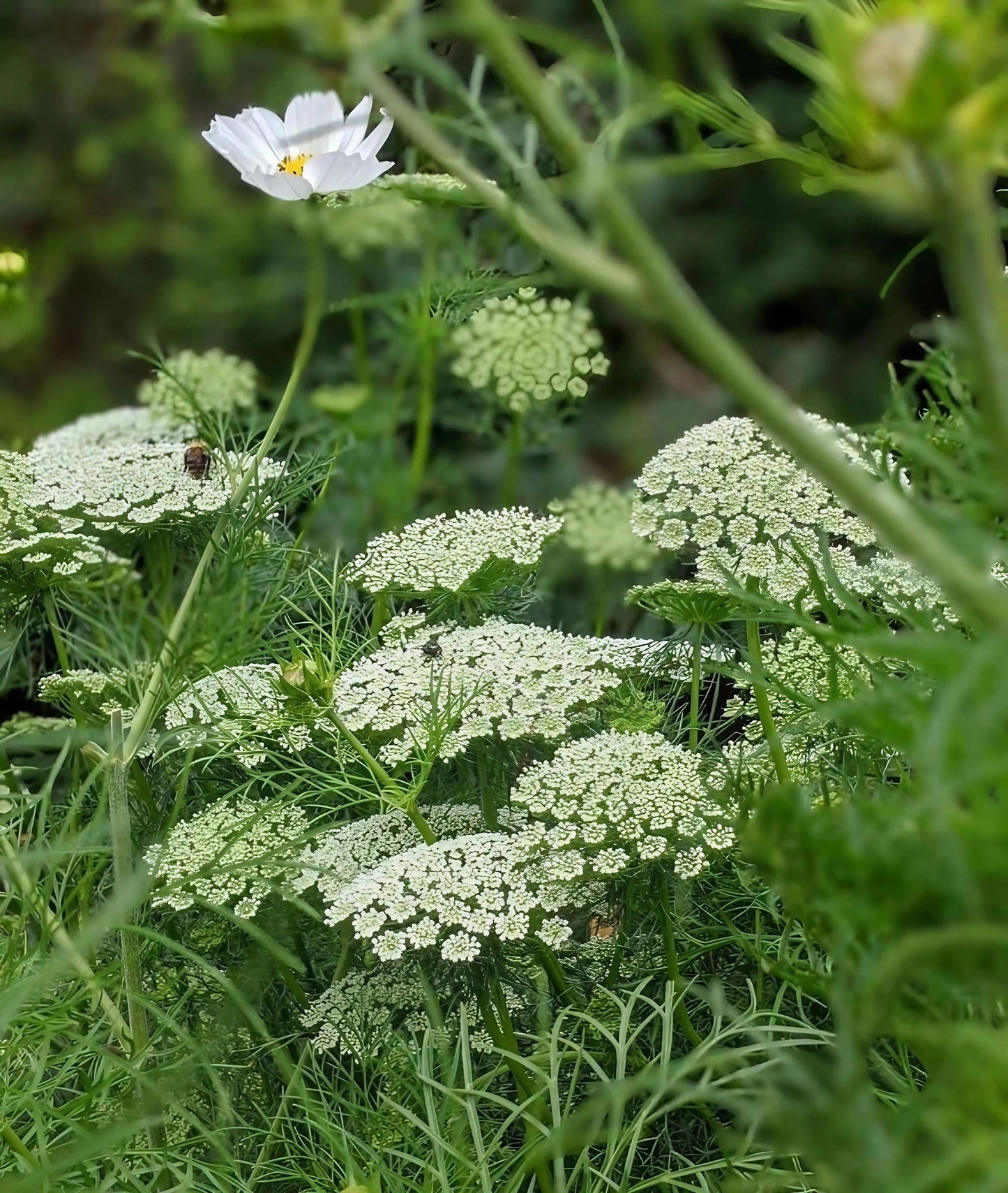 Ammi Majus