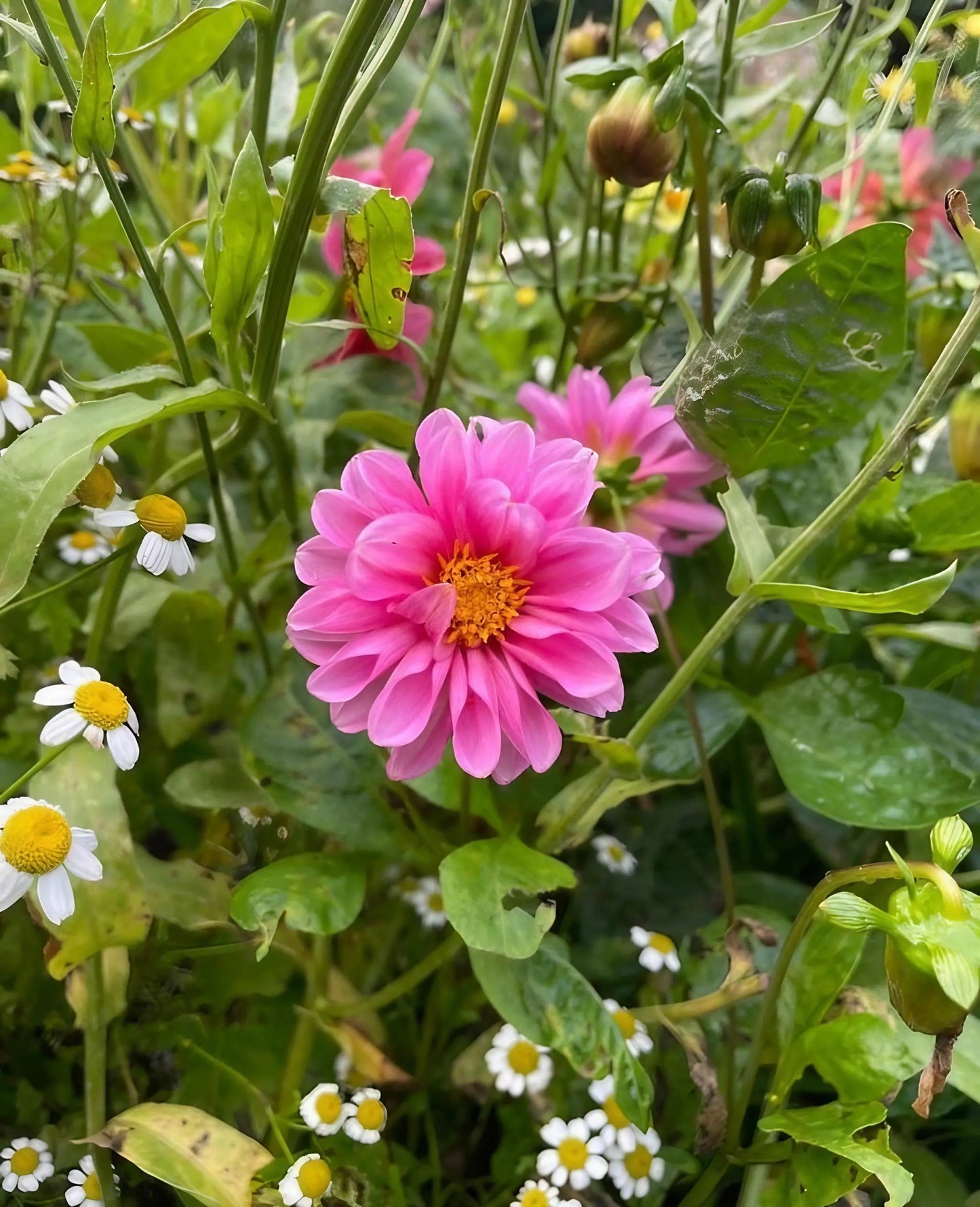 Dahlia Early Bird Mix