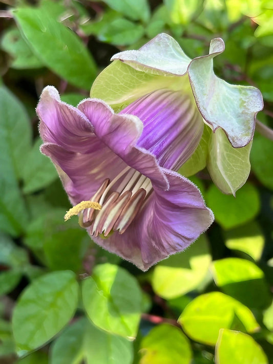 Cobaea scandens Purple