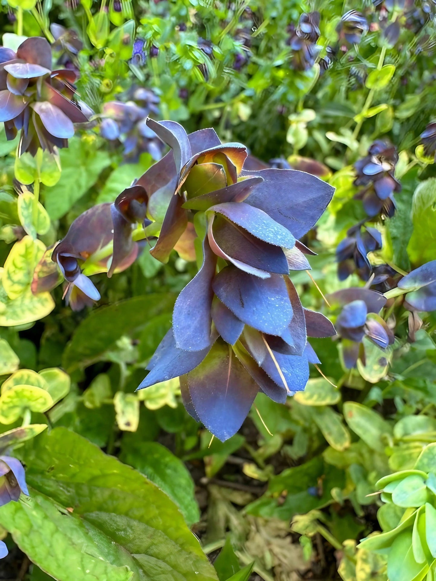 Cerinthe major Purpurascens