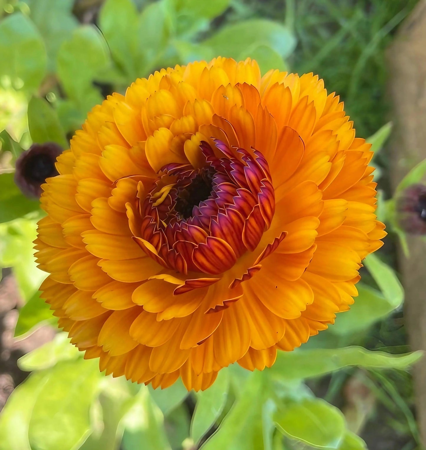 Calendula Touch of Red