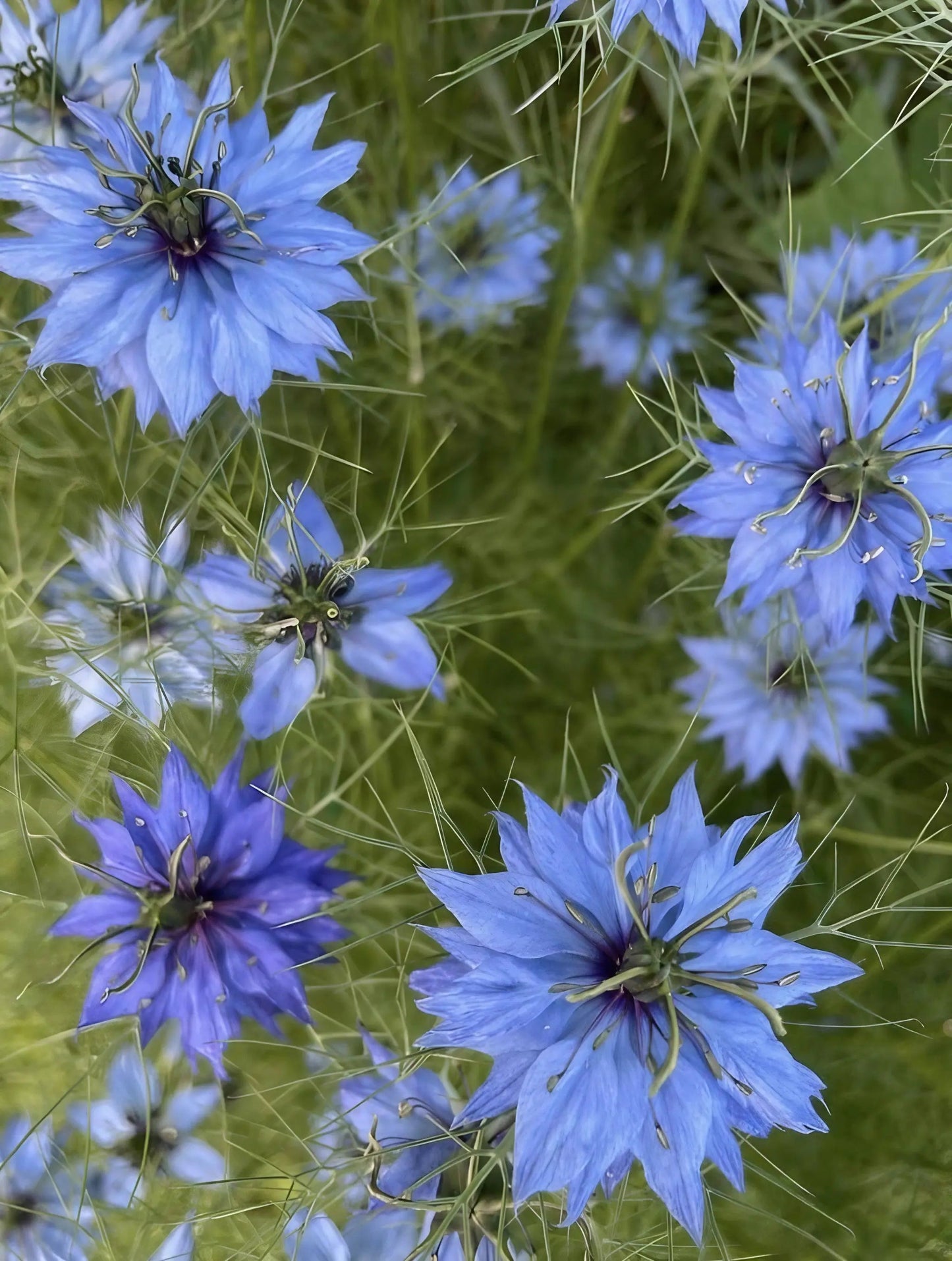 Nigella 'Miss Jekyll Mixed' (Love-in-a-mist)