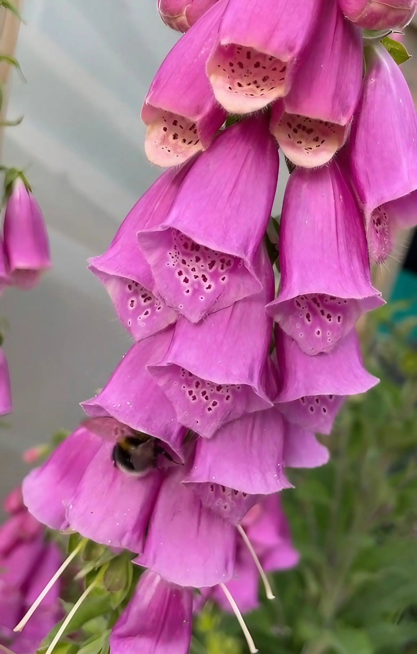 Foxglove Bishy Barnabee Mix