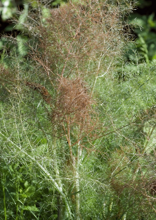 Bronze Fennel