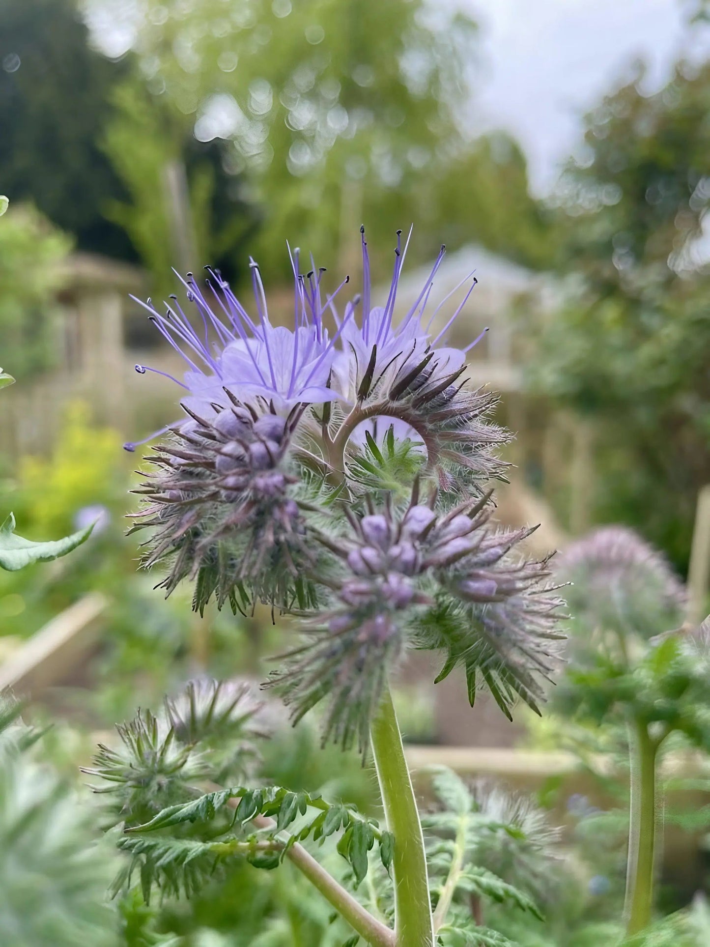 Phacelia Tanacetifolia