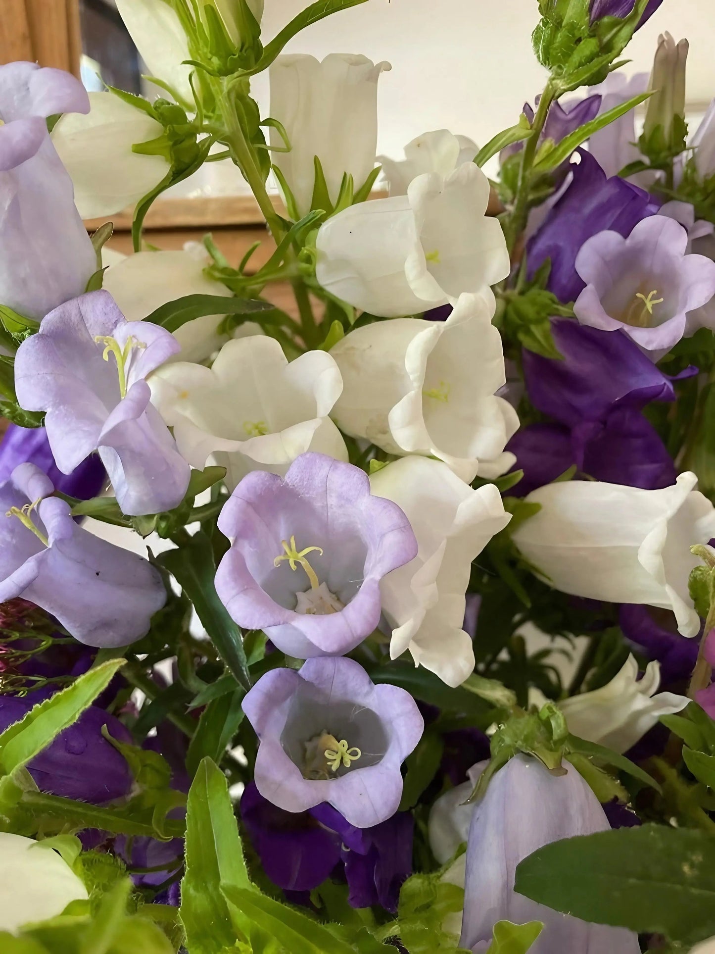 Canterbury Bells Crown Single Mixed