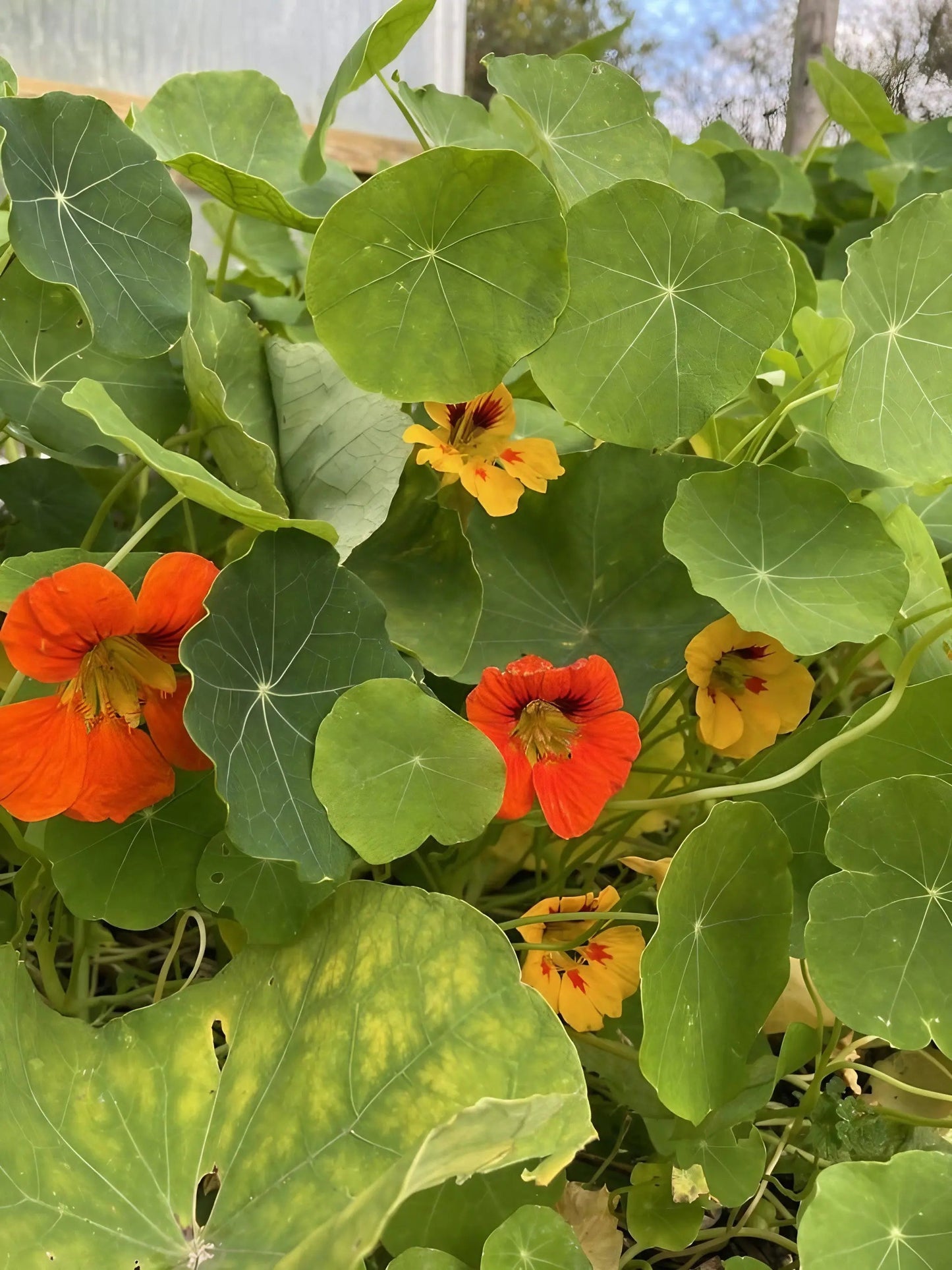 Nasturtium Tom Thumb