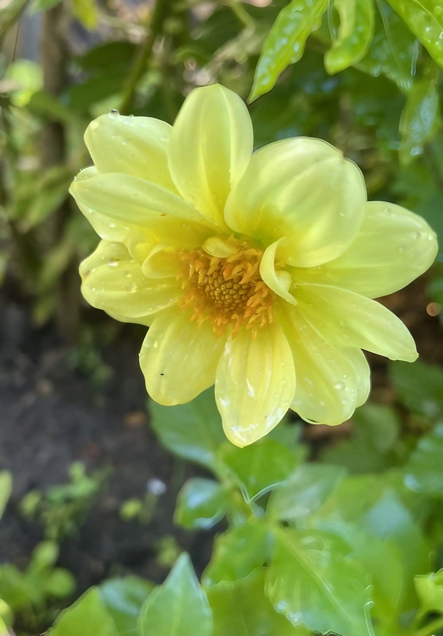 Dahlia Early Bird Mix