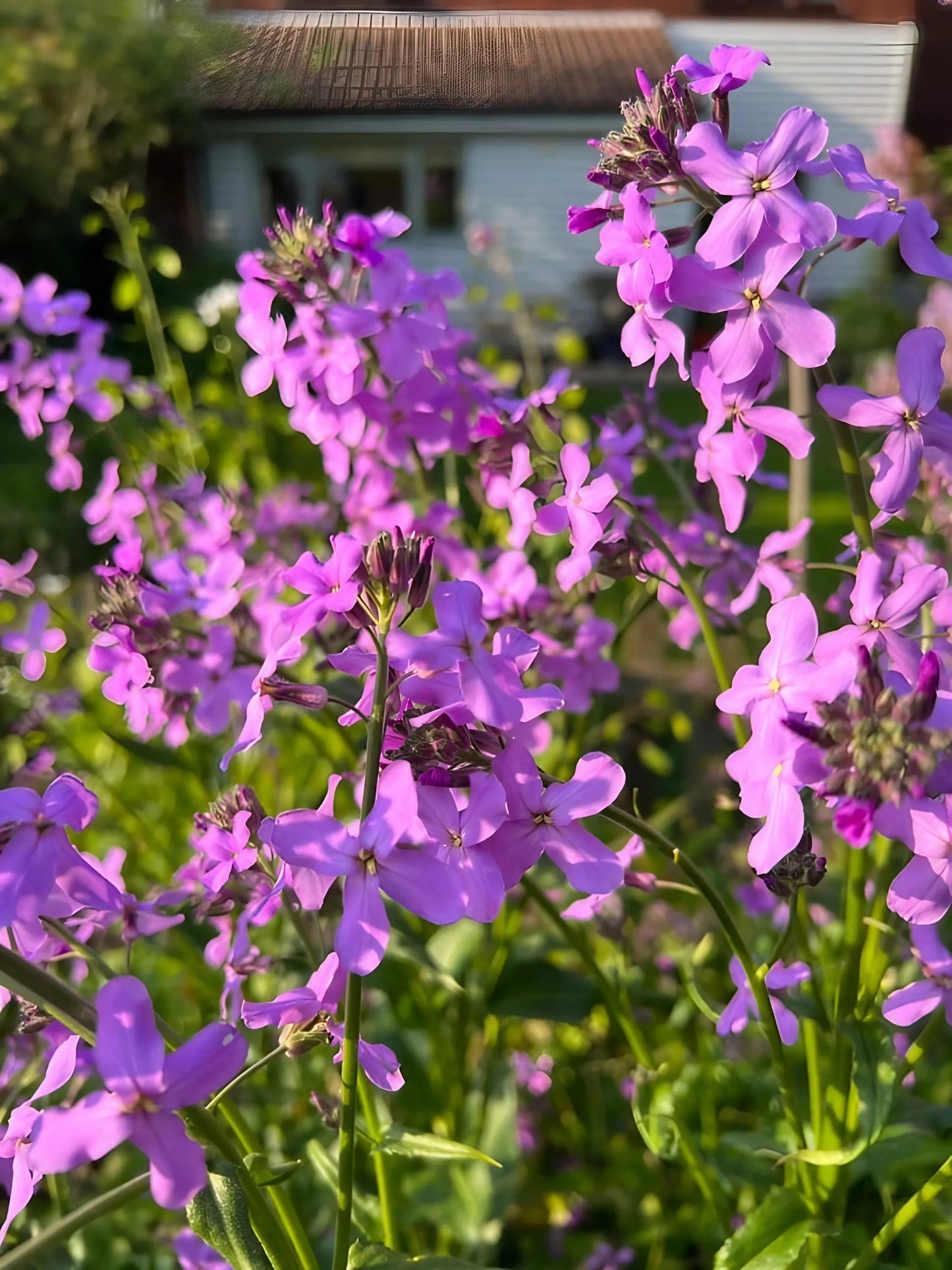 Hesperis matronalis Purple (Sweet Rocket)