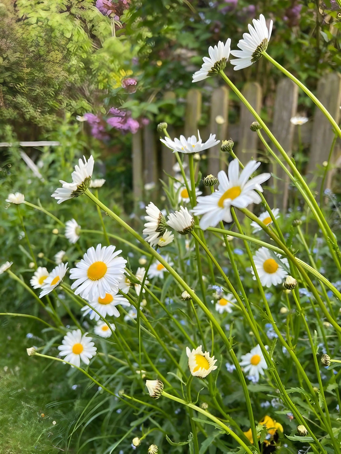 Oxeye Daisy