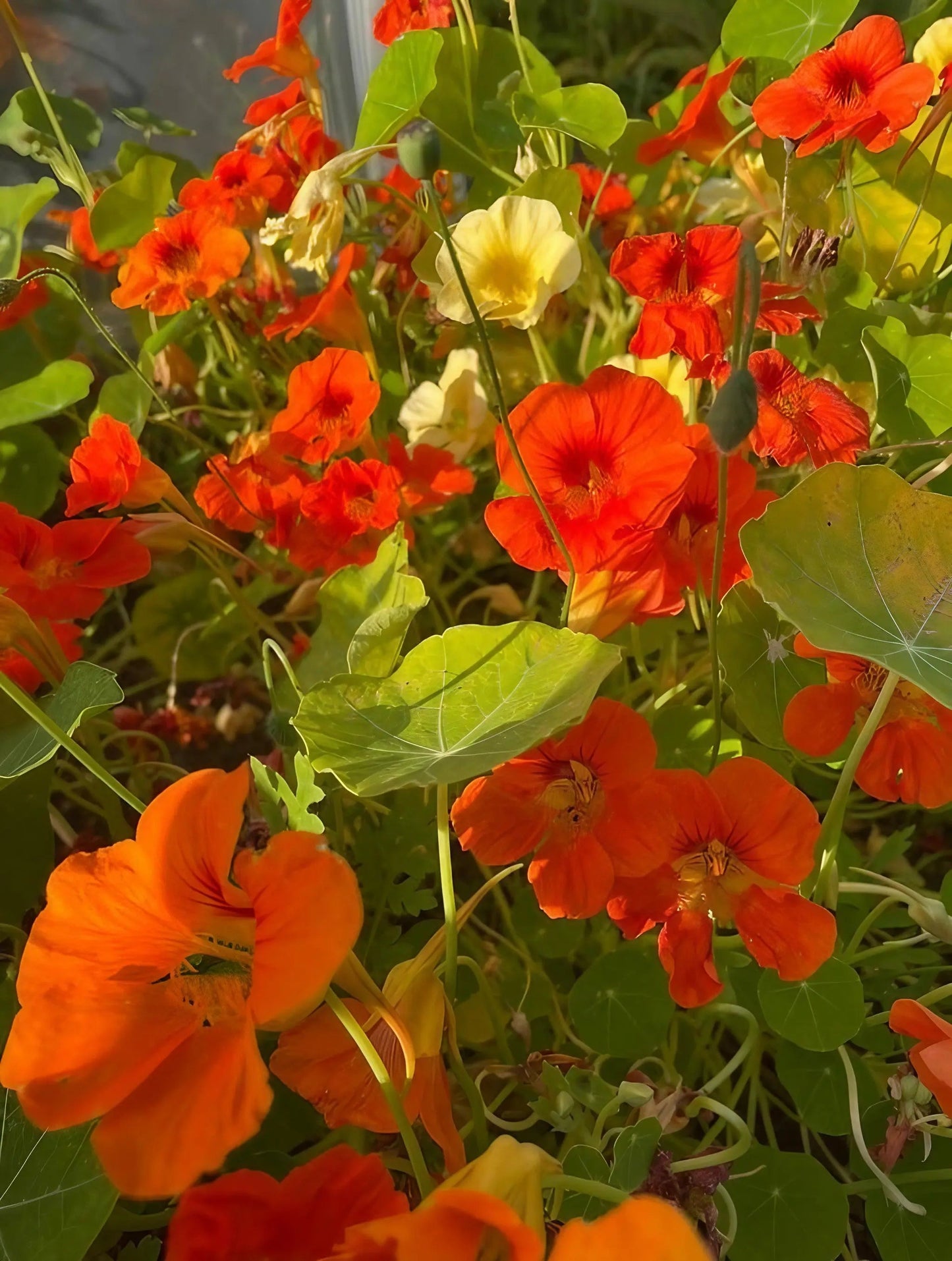 Nasturtium Tom Thumb