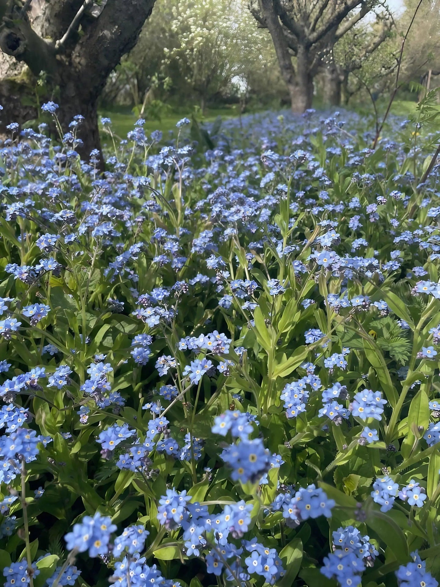 Forget-me-not Blue