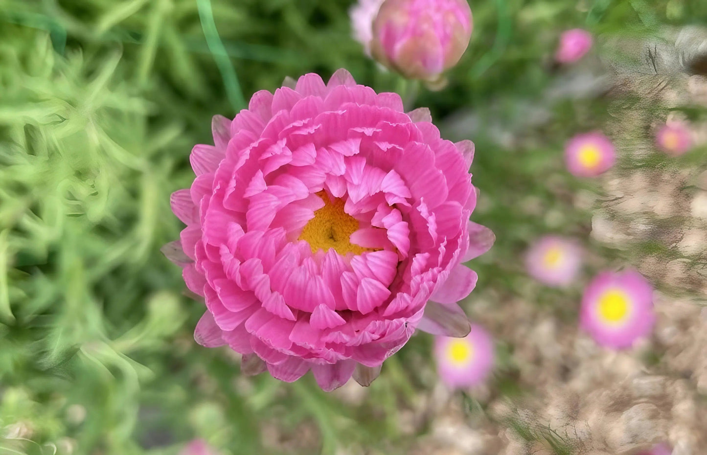 Strawflower Acroclinium Grandiflorum Mixed