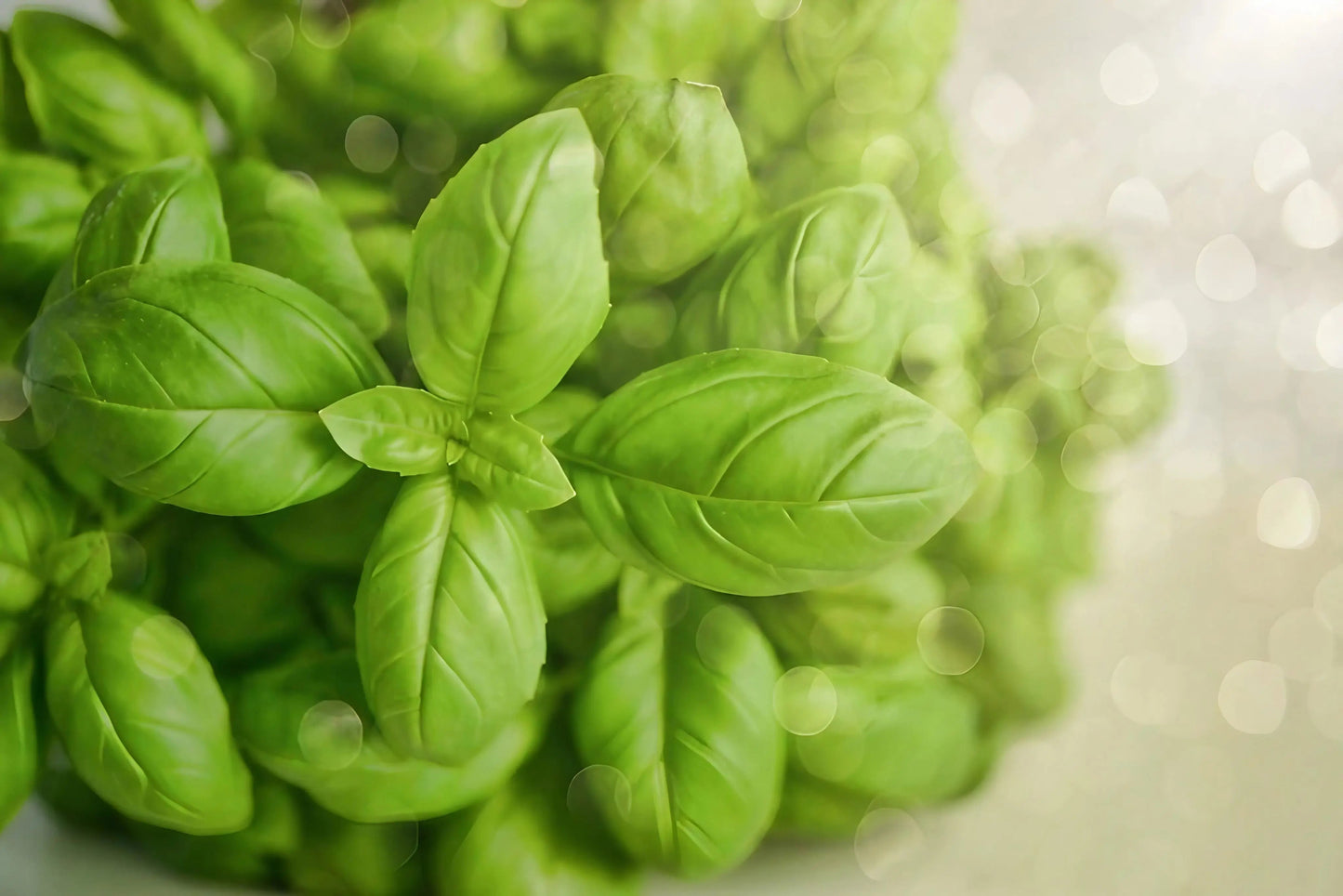 Basil Classic Italian