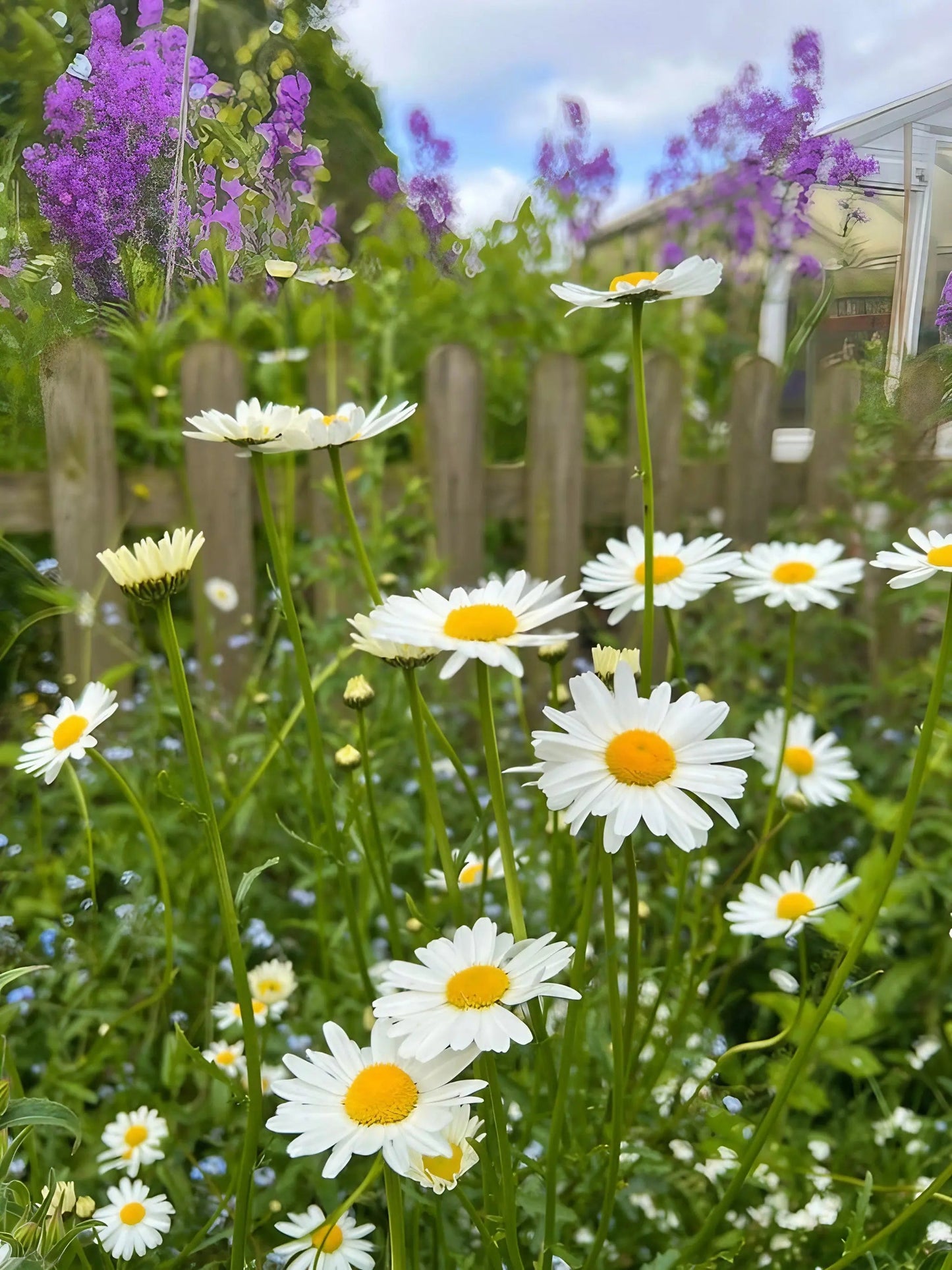 Oxeye Daisy