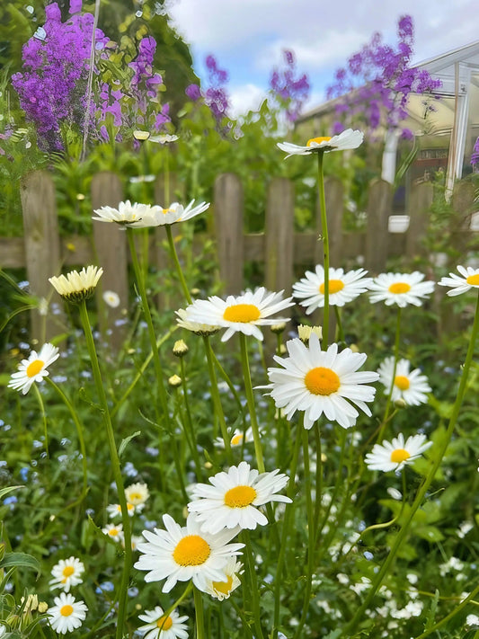 Oxeye Daisy