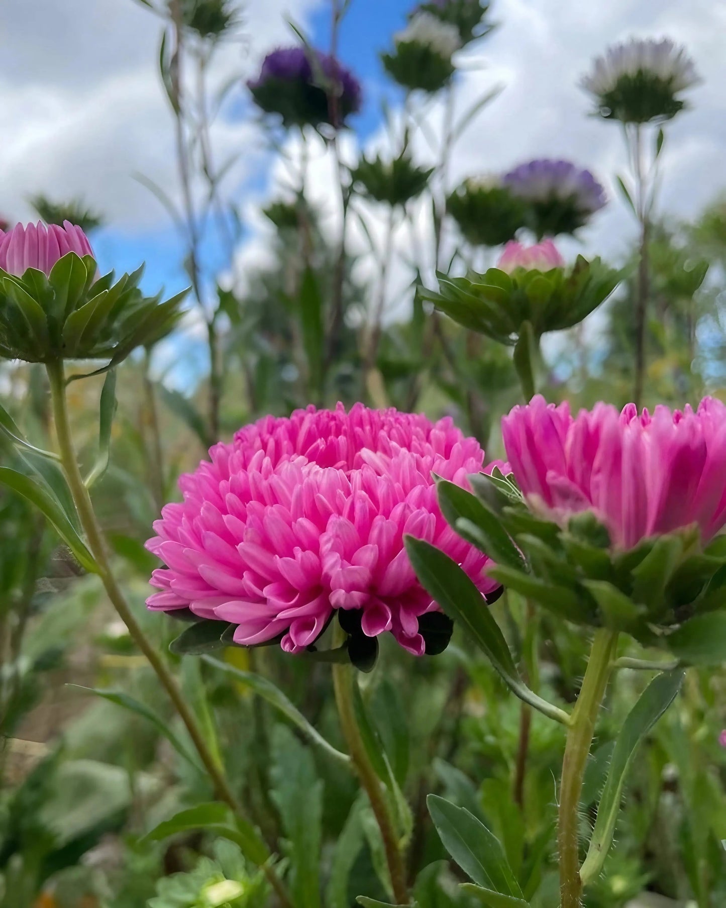 Aster China Peony Mix