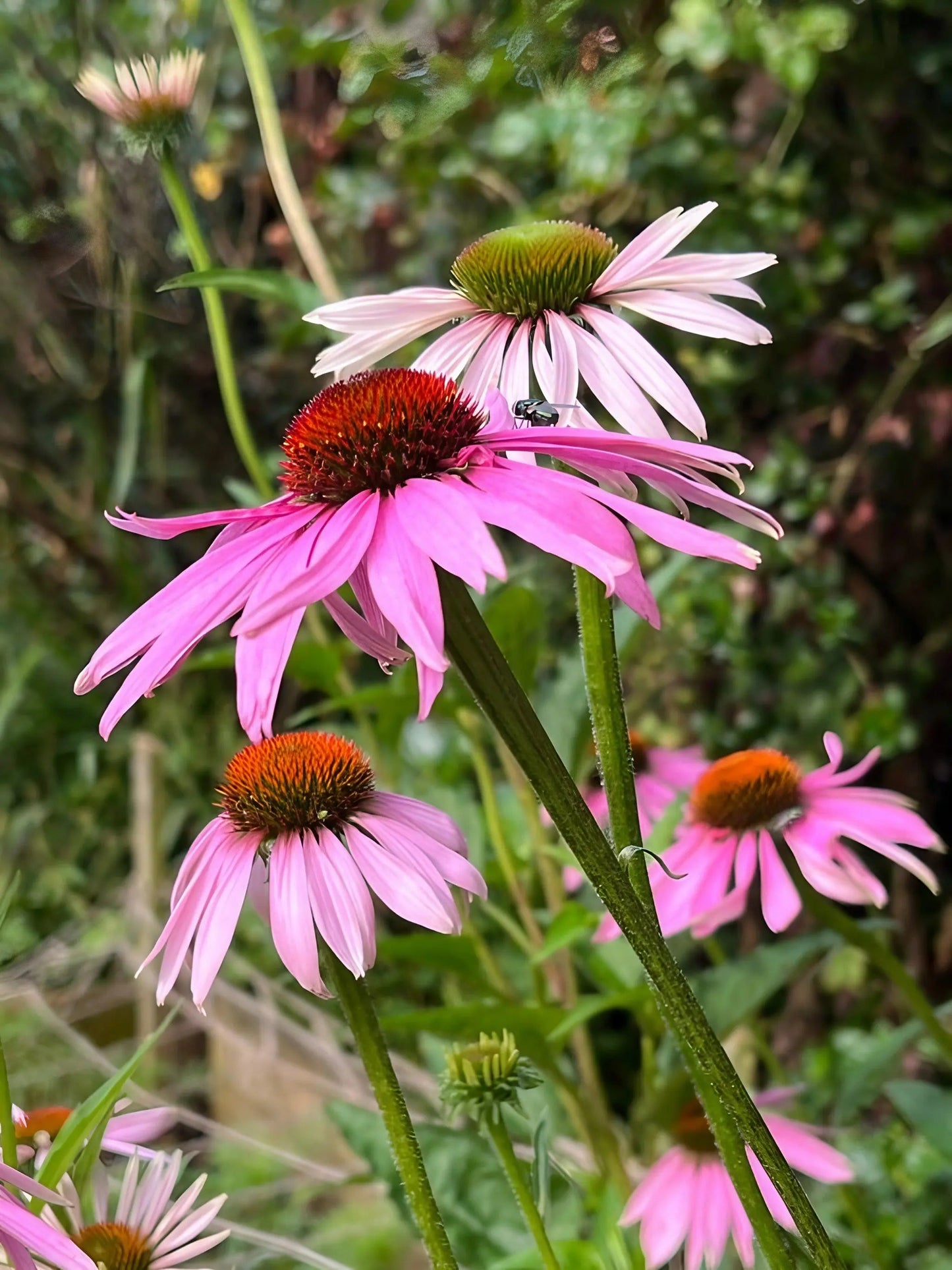 Echinacea Purple Coneflower