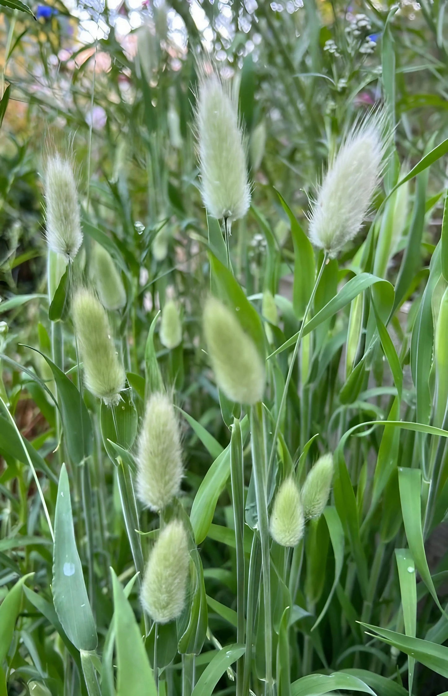 Bunny Tails - Lagurus Ovatus