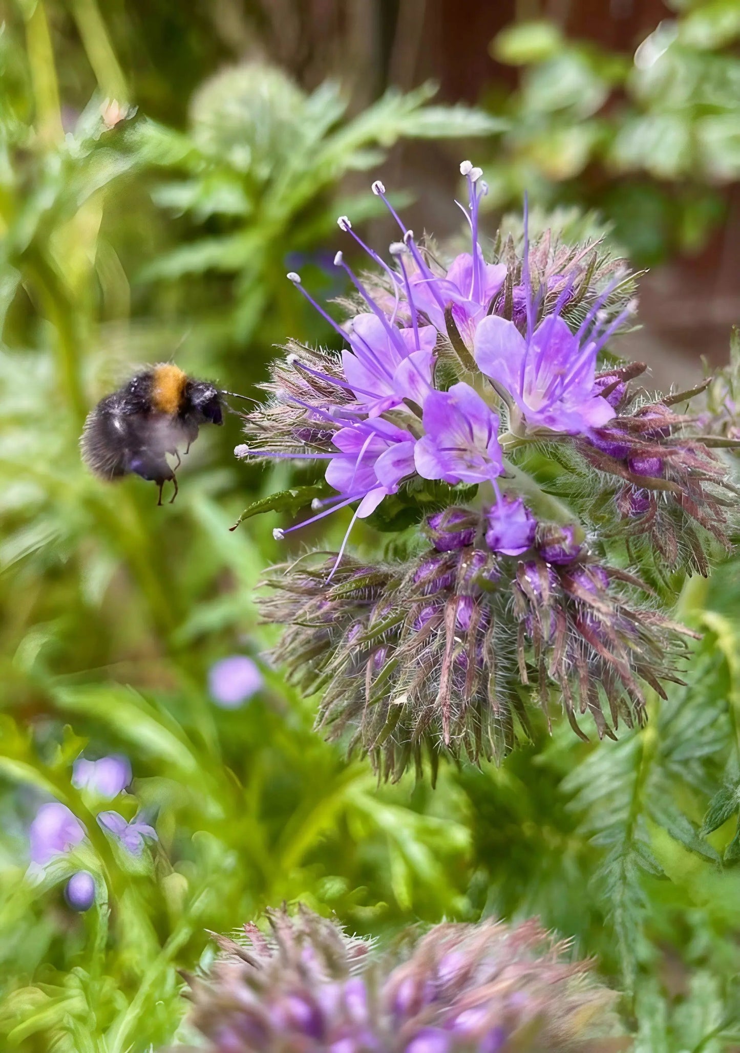 Phacelia Tanacetifolia