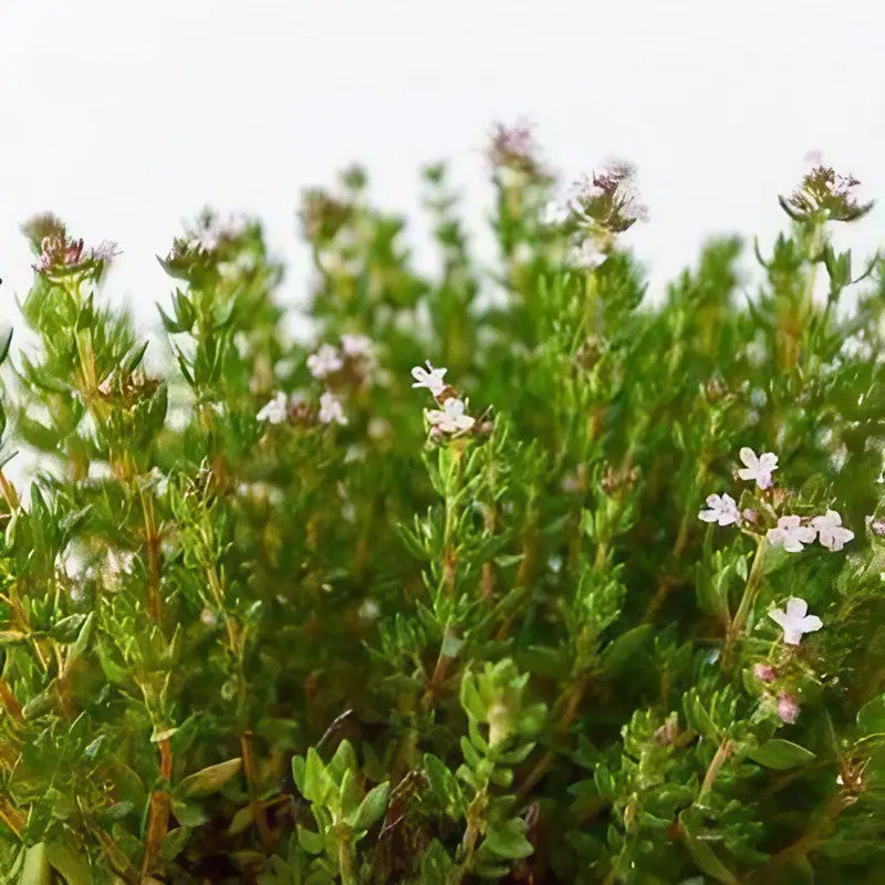 Thyme Common