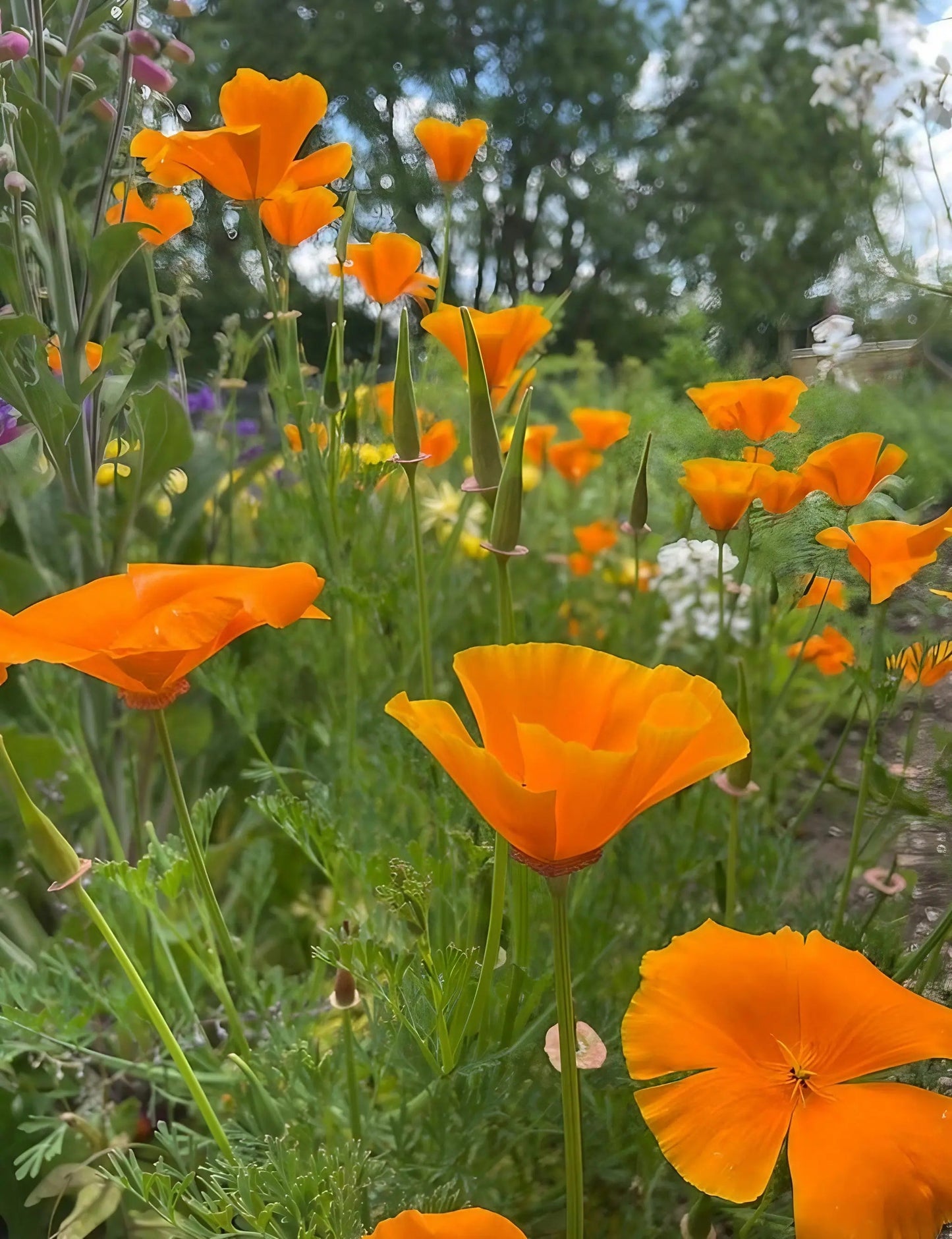 Poppy Californian Golden West