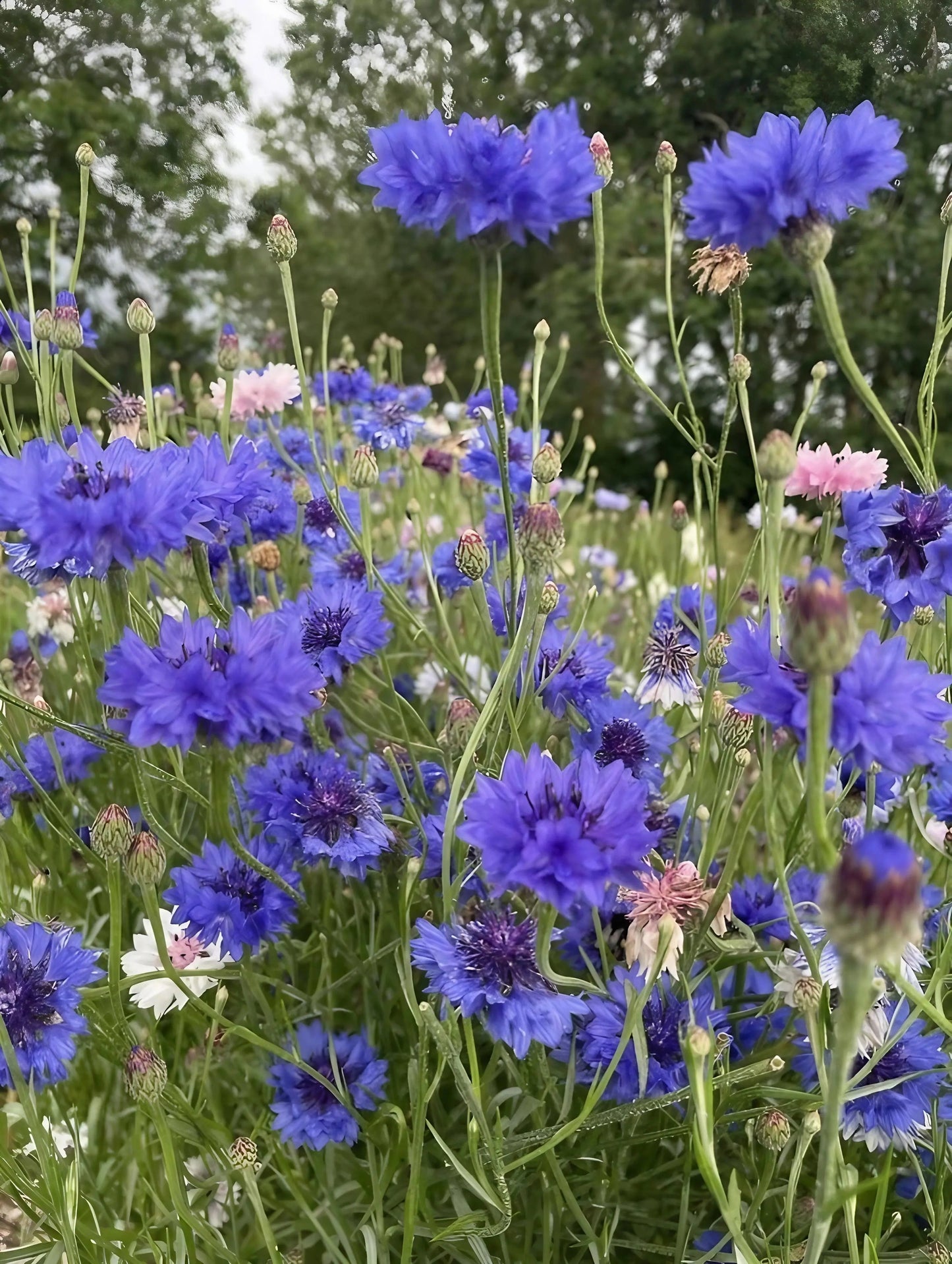 Cornflower Blue Ball