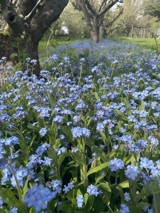 Forget-me-not Blue