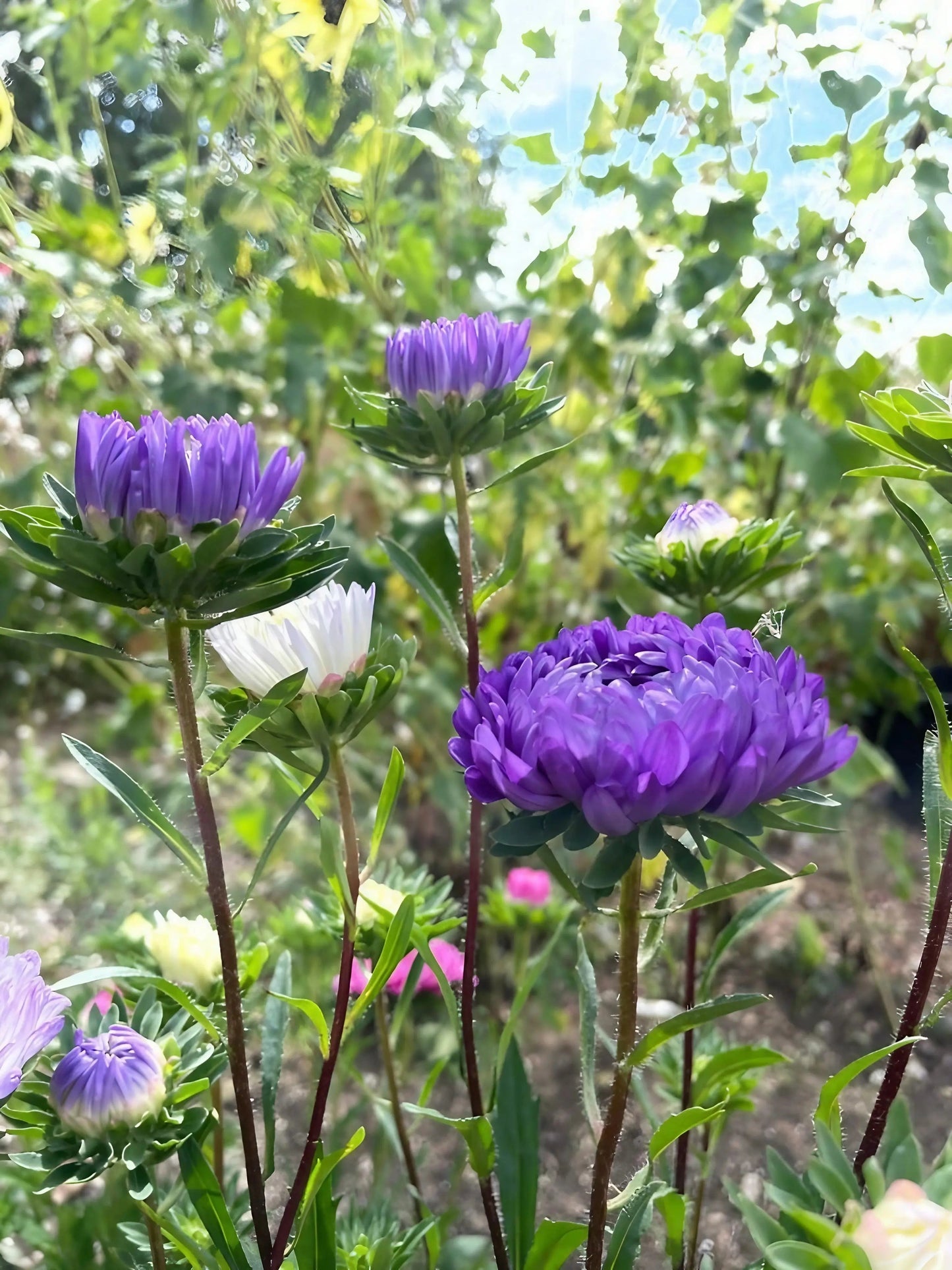 Aster Duchess Mixed