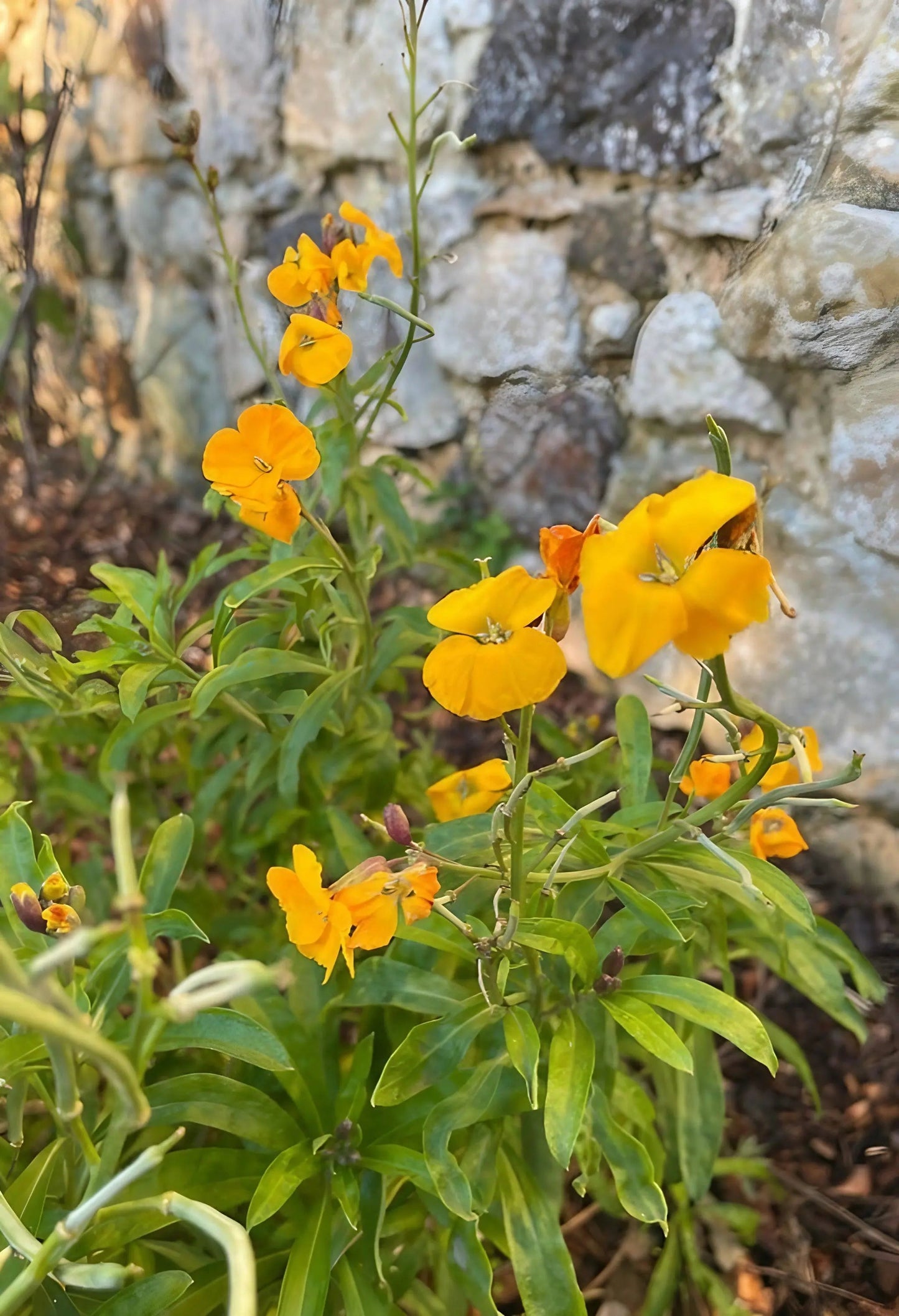 Wallflower Cloth of Gold