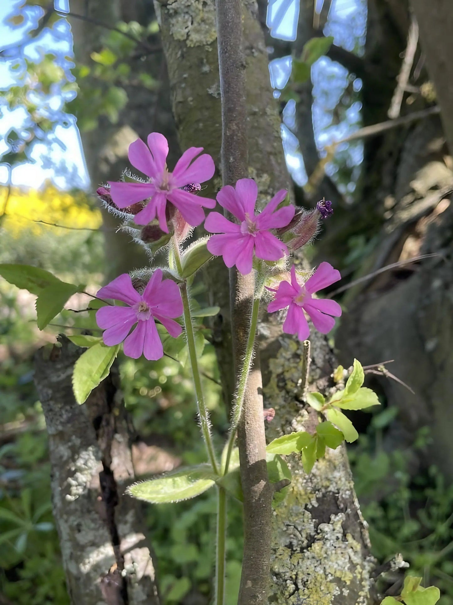 Red Campion