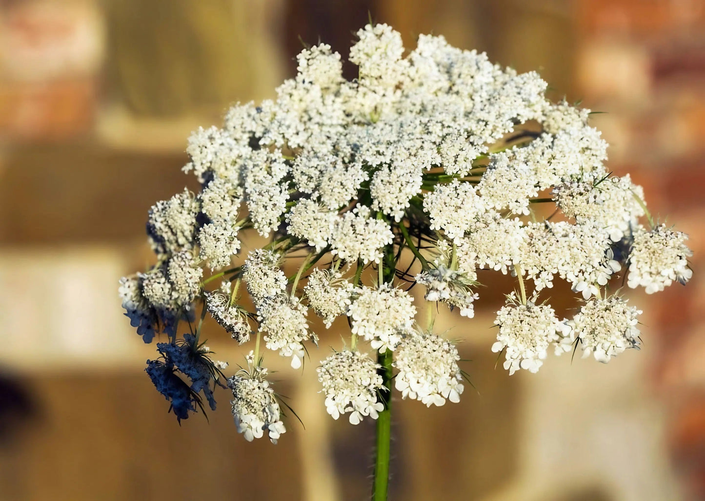 Daucus Carota (Wild Carrot)