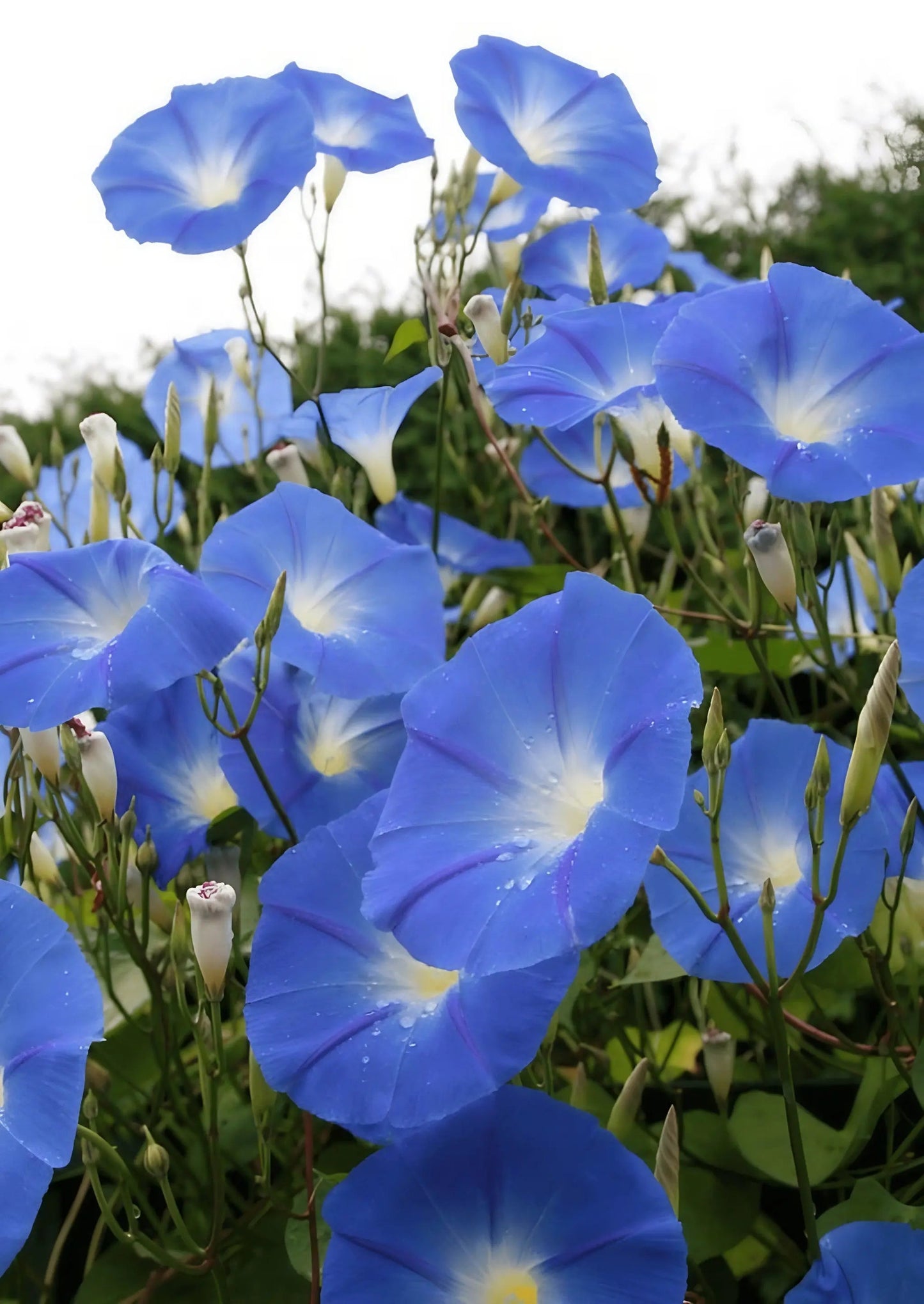 Ipomoea Heavenly Blue