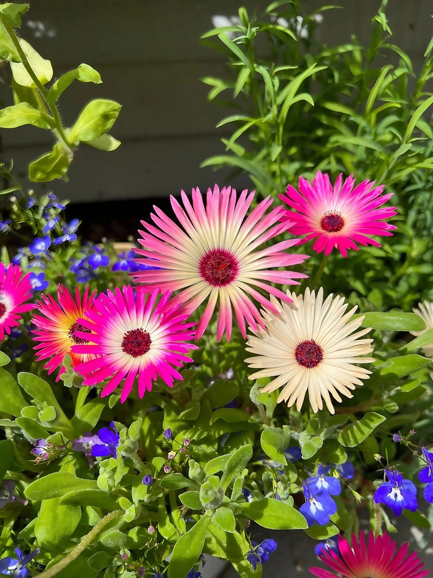 Mesembryanthemum Harlequin