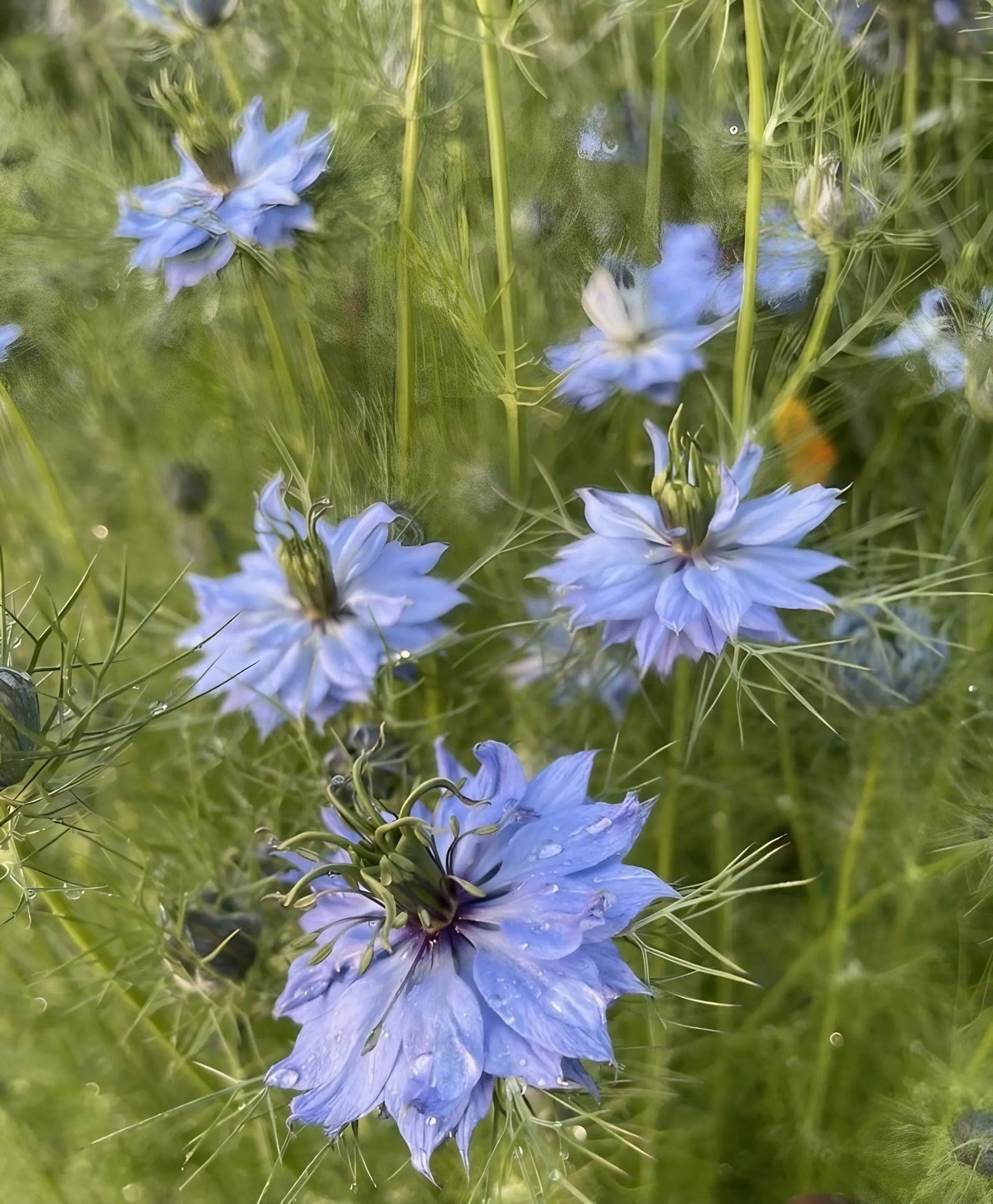 Nigella 'Miss Jekyll Mixed' (Love-in-a-mist)
