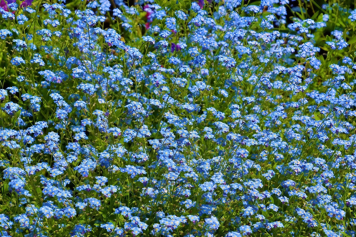 Forget-me-not Blue