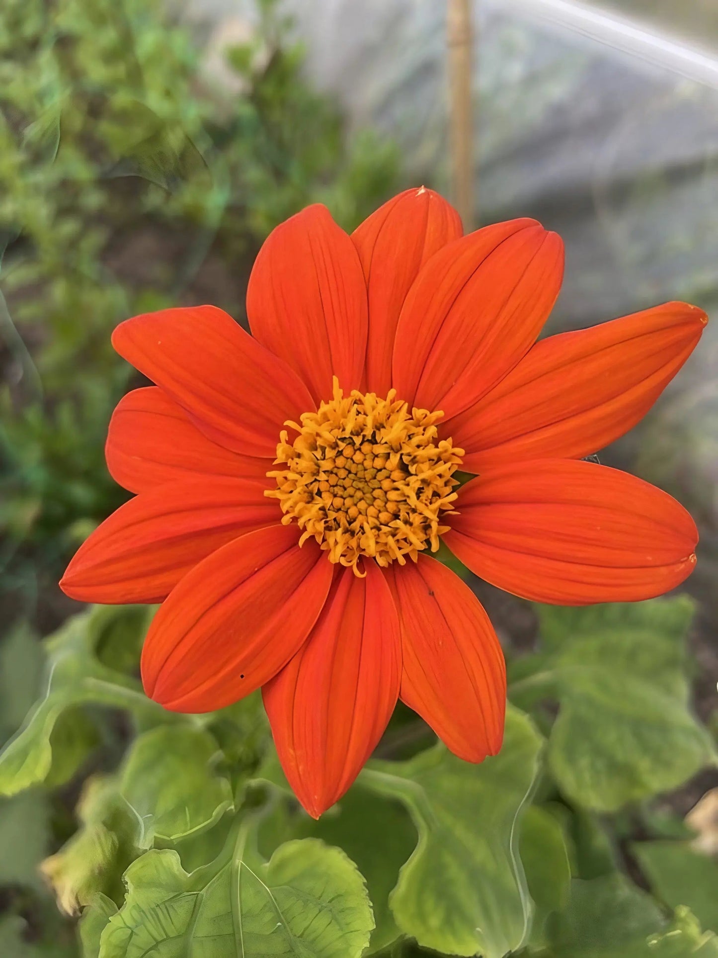 Tithonia Goldfinger