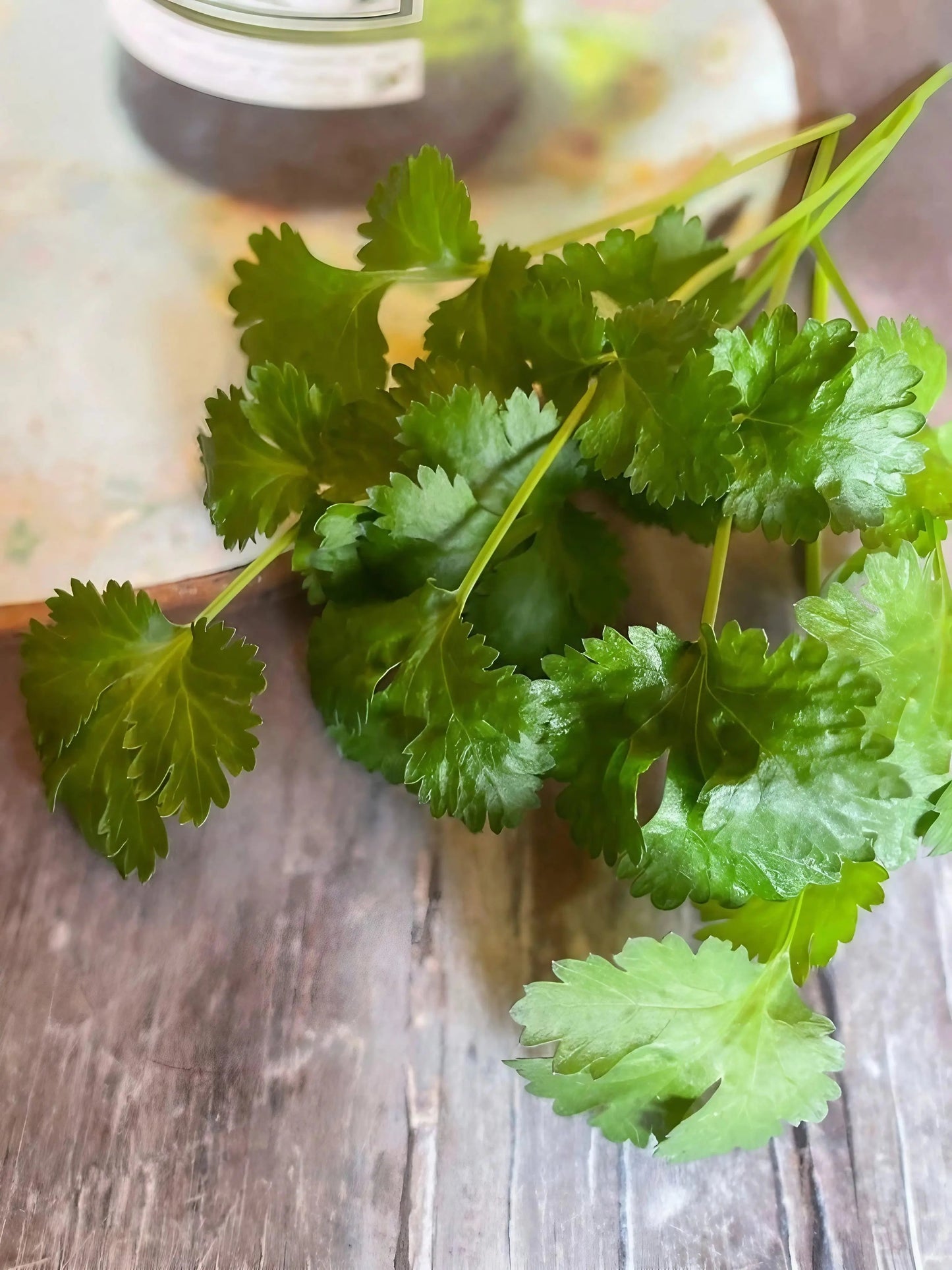 Coriander