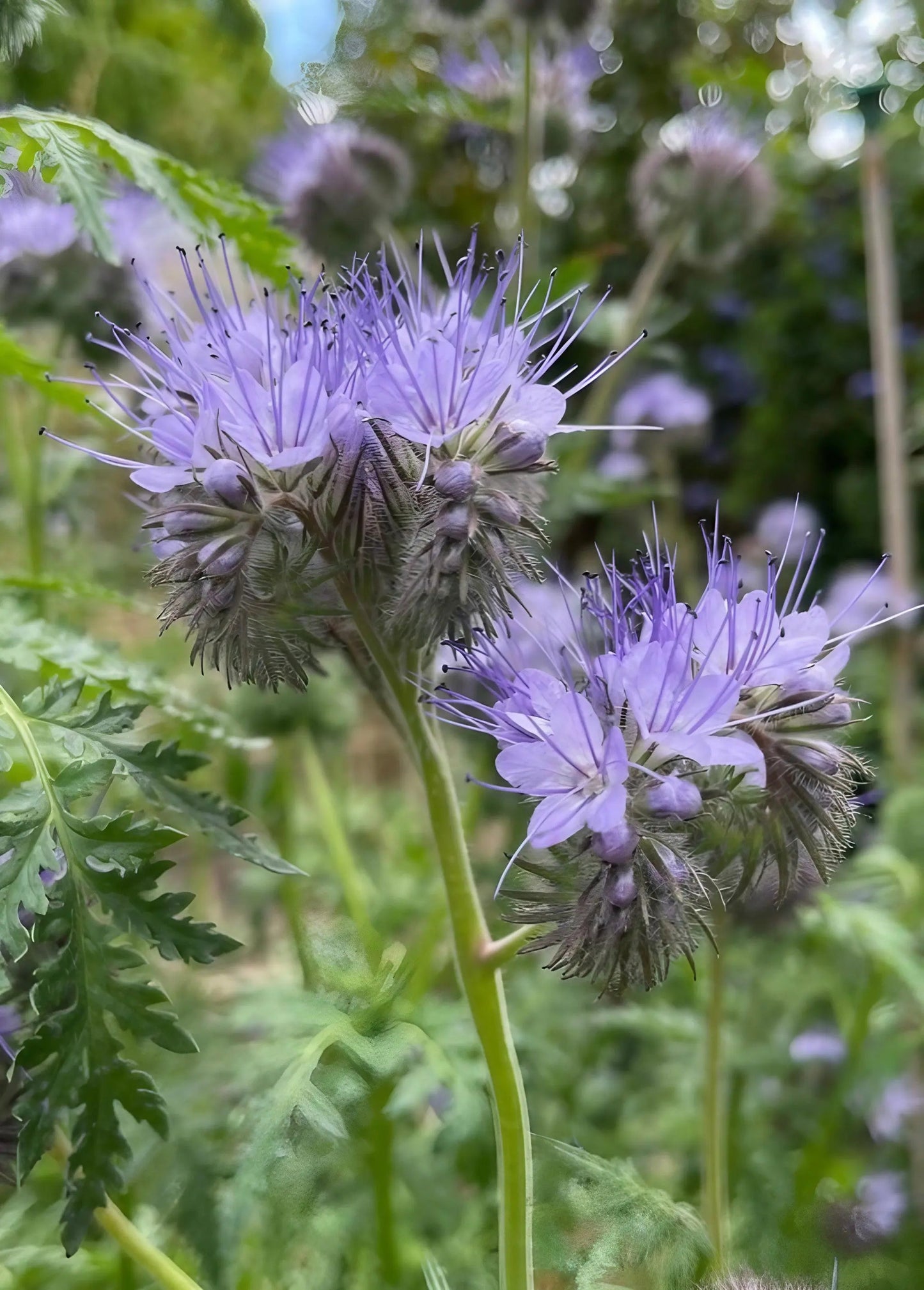 Phacelia Tanacetifolia