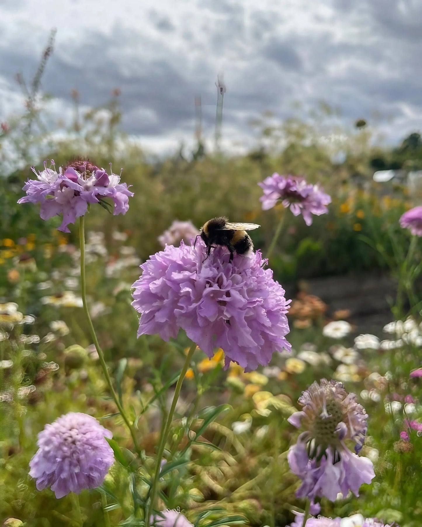 Scabious Imperial Mix